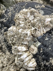 Hexanauplia