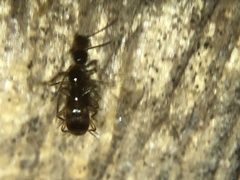 Anthicidae