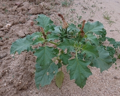 Datura ferox