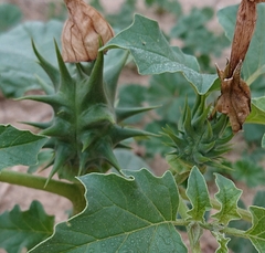 Datura ferox