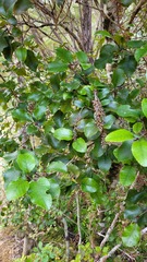 Pterophylla racemosa