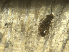 Anthicidae