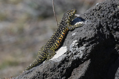 Liolaemus sarmientoi