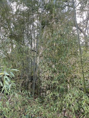 Phyllostachys