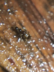 Anthicidae