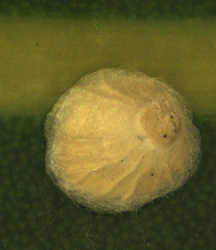 Furchadaspis