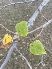 Populus tremuloides