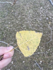 Populus tremuloides