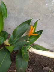 Heliconia
