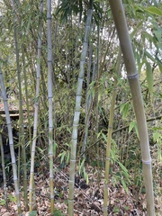 Phyllostachys