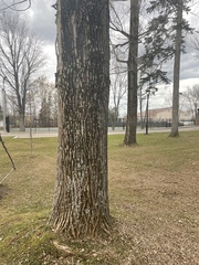 Populus tremuloides