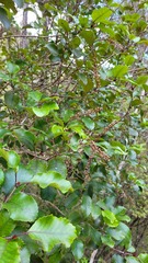 Pterophylla racemosa