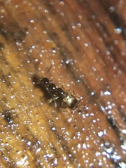 Anthicidae