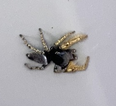 Phidippus arizonensis