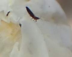 Thripidae