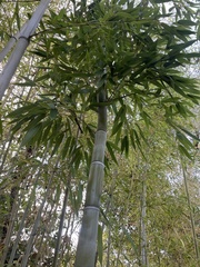 Phyllostachys