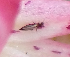 Thripidae