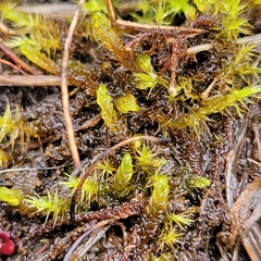 Scorpidium cossonii