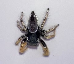 Phidippus arizonensis