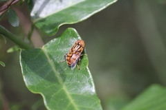 Eristalinus punctulatus