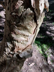 Melaleuca styphelioides