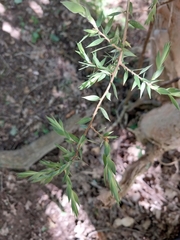 Melaleuca styphelioides