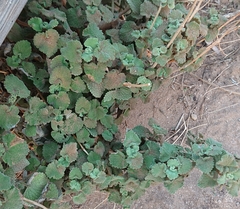 Pseudodictamnus hirsutus