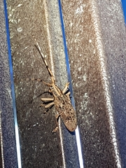 Pharsalia subgemmata