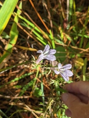 Lobelia elongata
