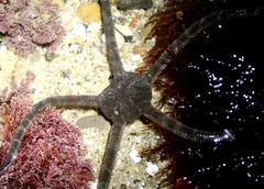 Ophioderma panamense