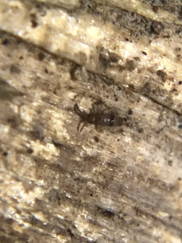 Springtail