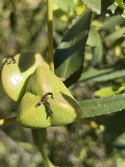 Colliguaja odorifera