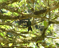 Thalurania glaucopis