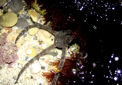 Ophioderma panamense