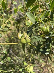 Colliguaja odorifera