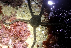 Ophioderma panamense