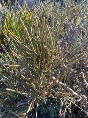 Ephedra fragilis
