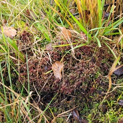 Sphagnum