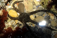 Ophioderma panamense