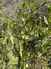 Colliguaja odorifera