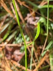 Lobelia elongata