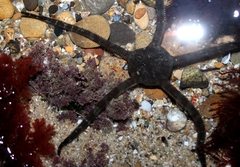 Ophioderma panamense