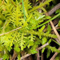 Thuidium assimile