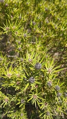 Leucadendron lanigerum lanigerum