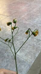 Senecio ilicifolius