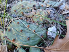 Opuntia cespitosa