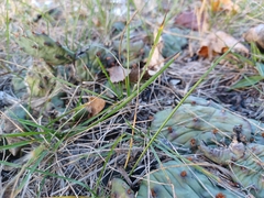 Opuntia cespitosa