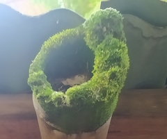 Dicranum montanum
