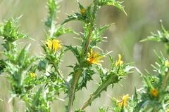 Scolymus hispanicus