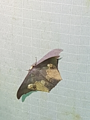 Timandromorpha energes